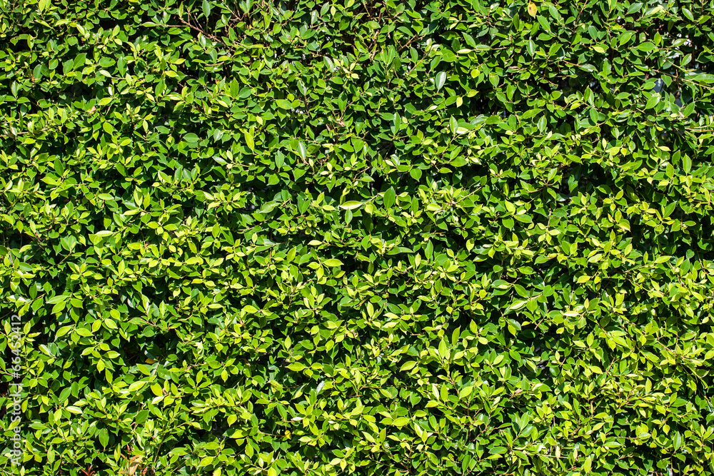 leaves wall background leaves wall background