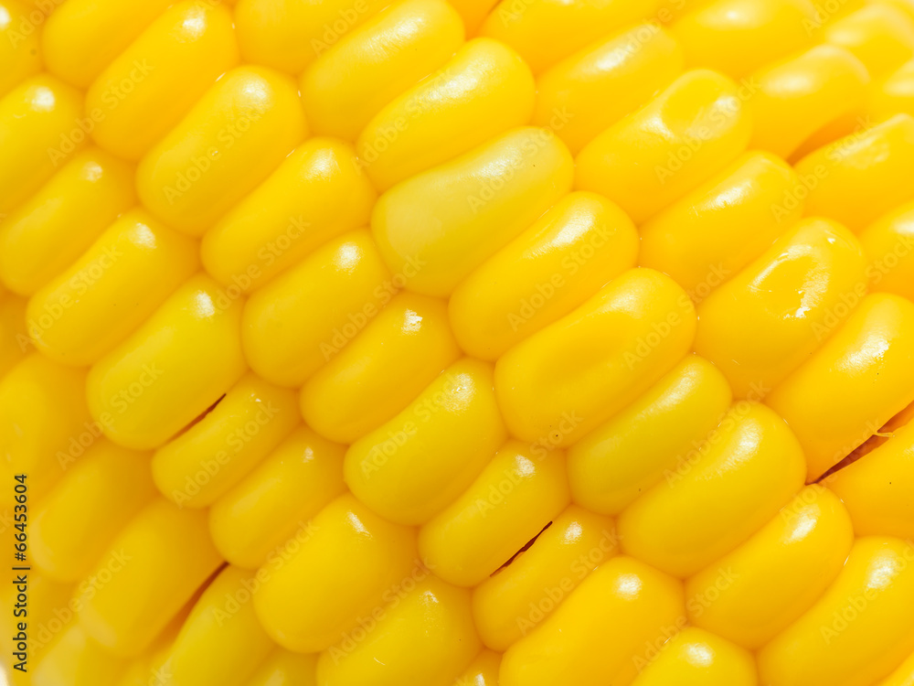 Grains of Ripe Corn with Water Droplets / Extreme Macro / Isolat Grains of Ripe Corn with Water Droplets / Extreme Macro / Isolat