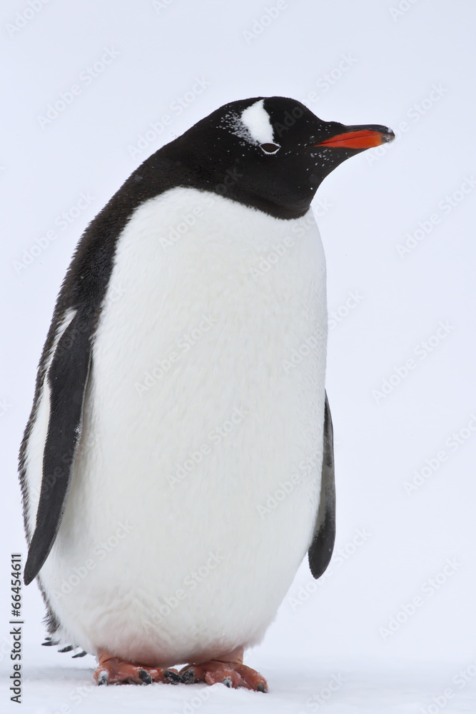 Obraz premium Gentoo penguin standing on the snow in Antarctica
