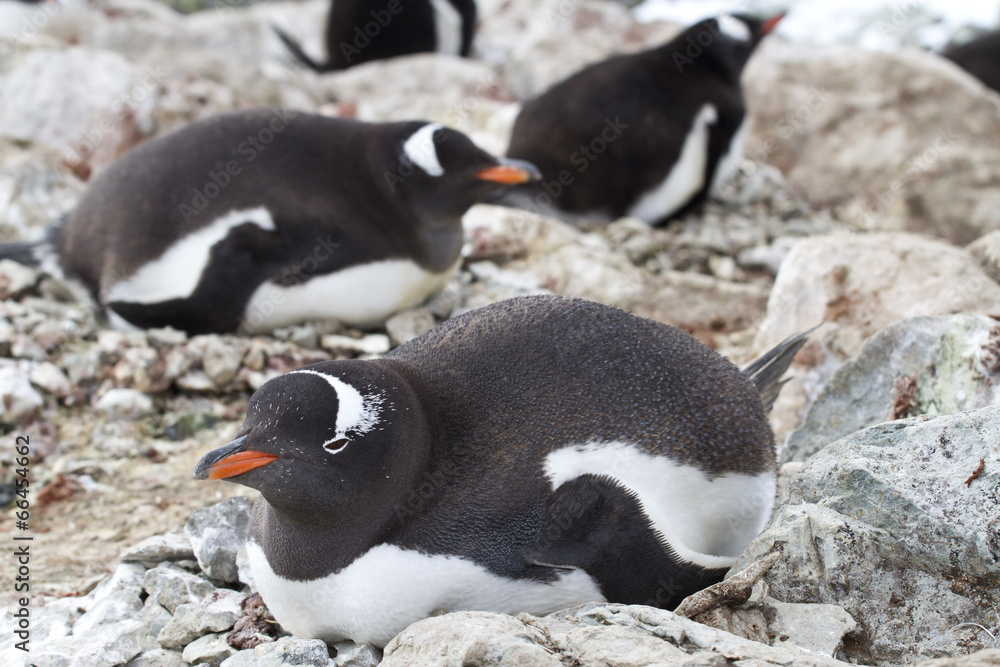 Fototapeta premium Gentoo penguins incubate in a colony on the Antarctic islands