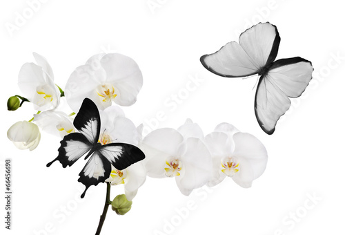 large white orchid flowers and two butterflies