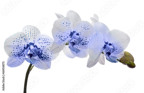 Fototapeta Naklejka Na Ścianę i Meble -  orchid flower with large and small blue spots