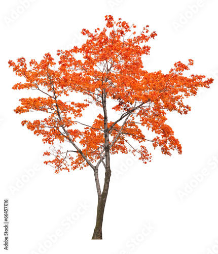 bright isolated red maple tree