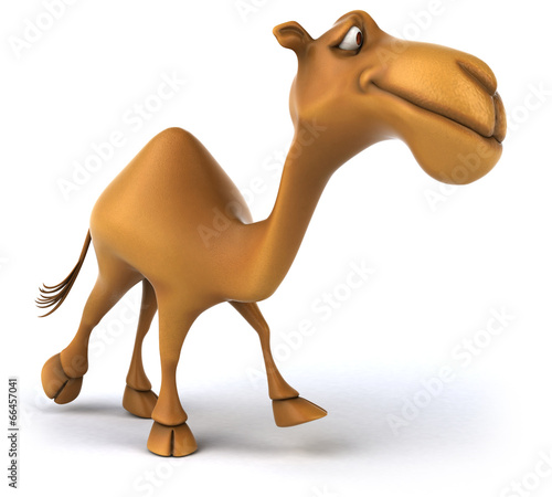 Camel photo