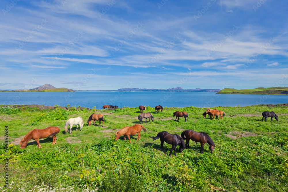 Icelandic Horses on a meadow near beautiful landscape of a famou Icelandic Horses on a meadow near beautiful landscape of a famou