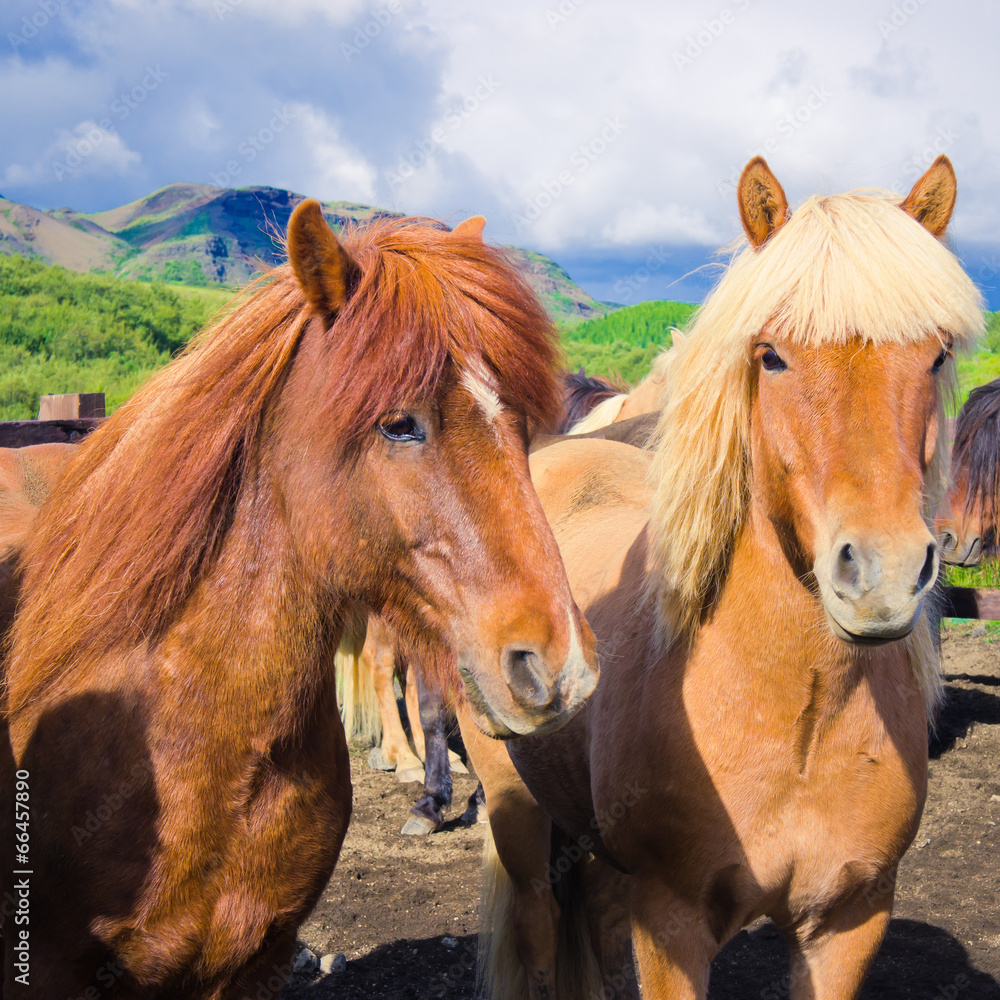 Icelandic Horses on a meadow near beautiful landscape of a famou Icelandic Horses on a meadow near beautiful landscape of a famou