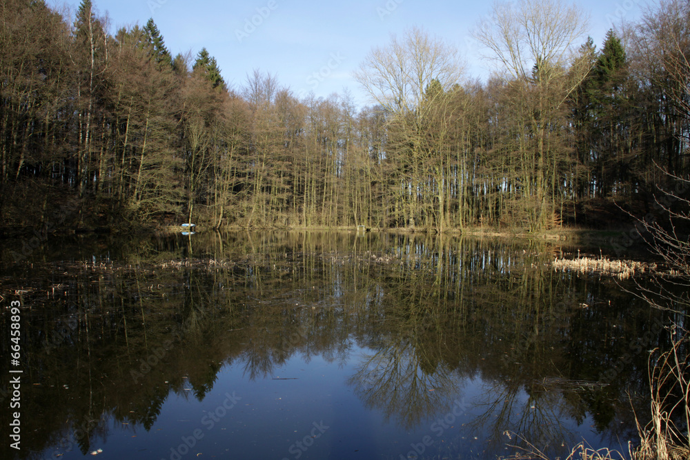 Waldteich in Alverdissen Waldteich in Alverdissen
