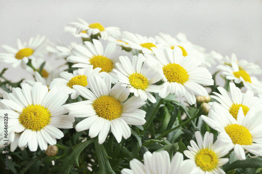 Margeriten Margeriten