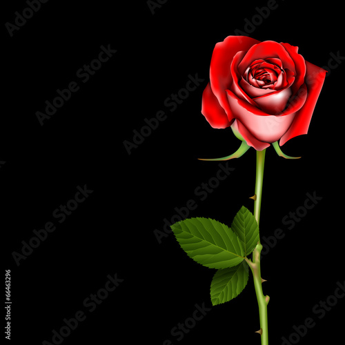 Red Rose, vector