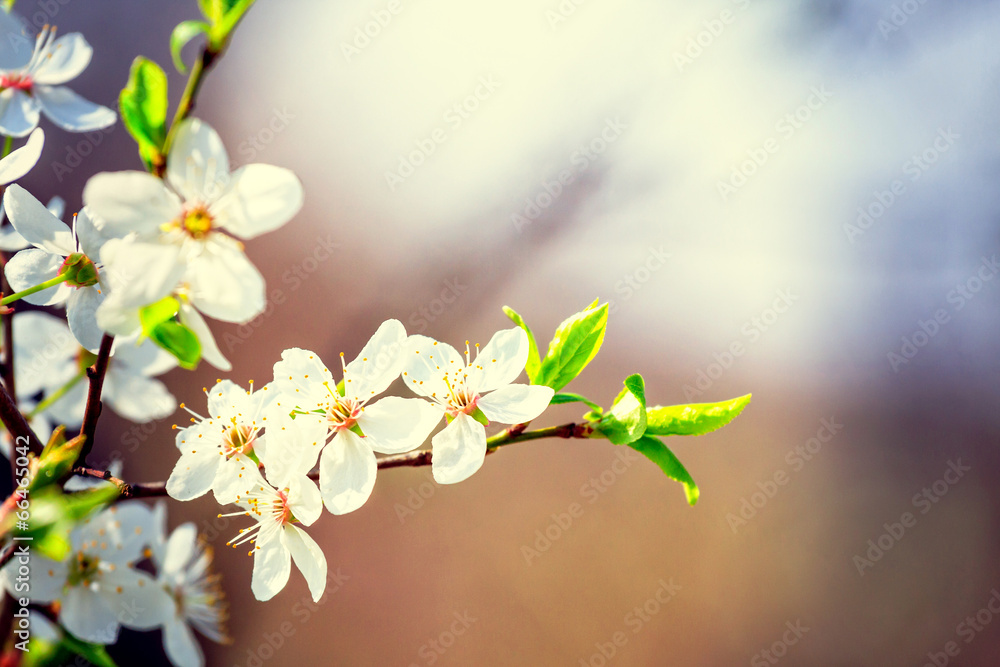 vintage white blossoms in spring
