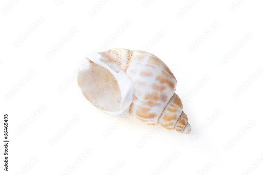 sea shell sea shell