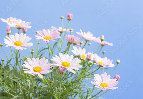 Pale pink daisies with blue sky background