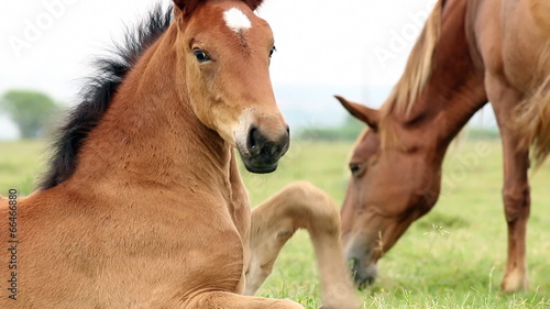 foal on field close up