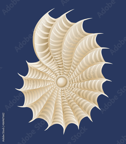 abstract white cockleshell vector
