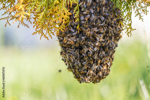 swarm of bees photo