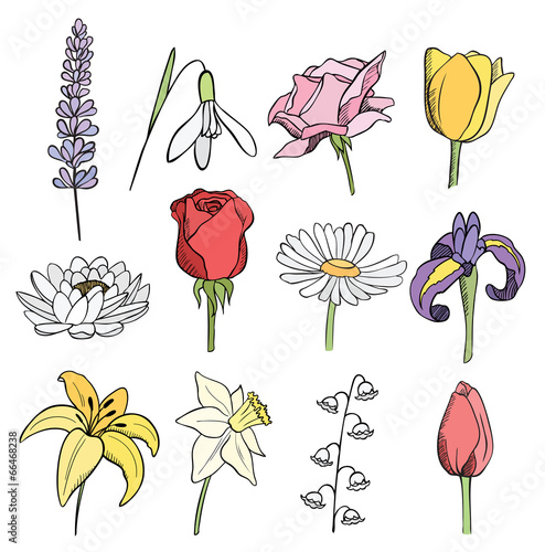 Fototapeta Naklejka Na Ścianę i Meble -  many different flowers color vector collection