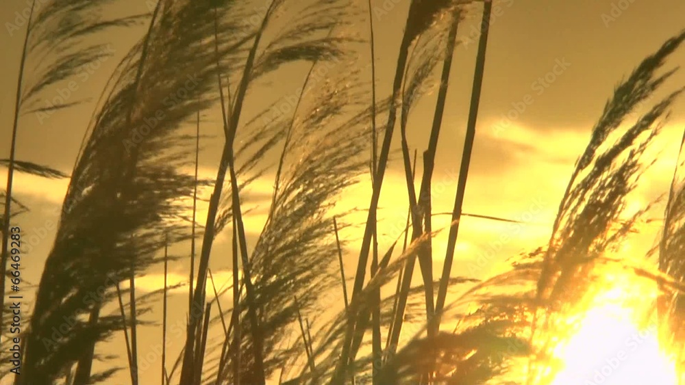 Reeds at sunset Reeds at sunset
