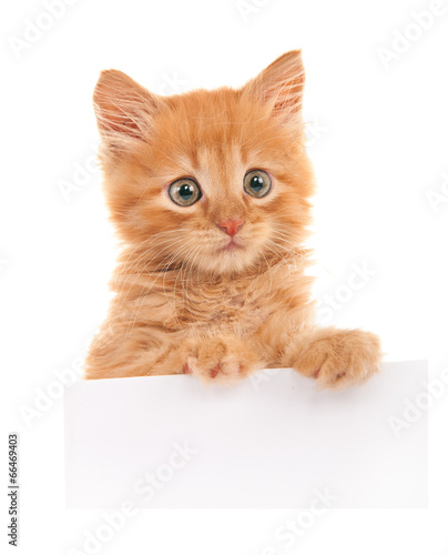 Kitten with a blank sheet of paper