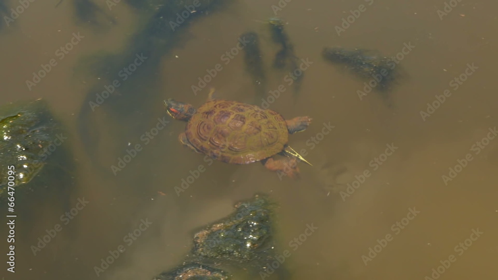 Turtle Swimming in Murky Lake Pond Turtle Swimming in Murky Lake Pond