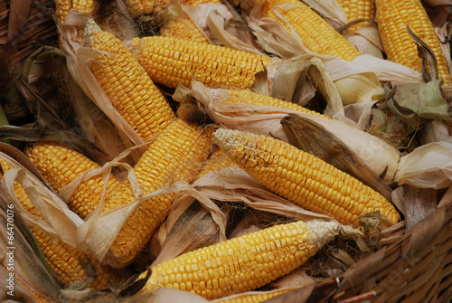 garden corn - mısır