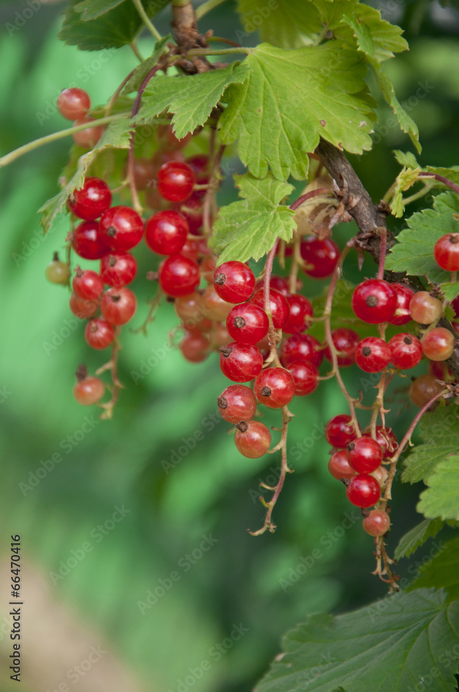 redcurrant redcurrant