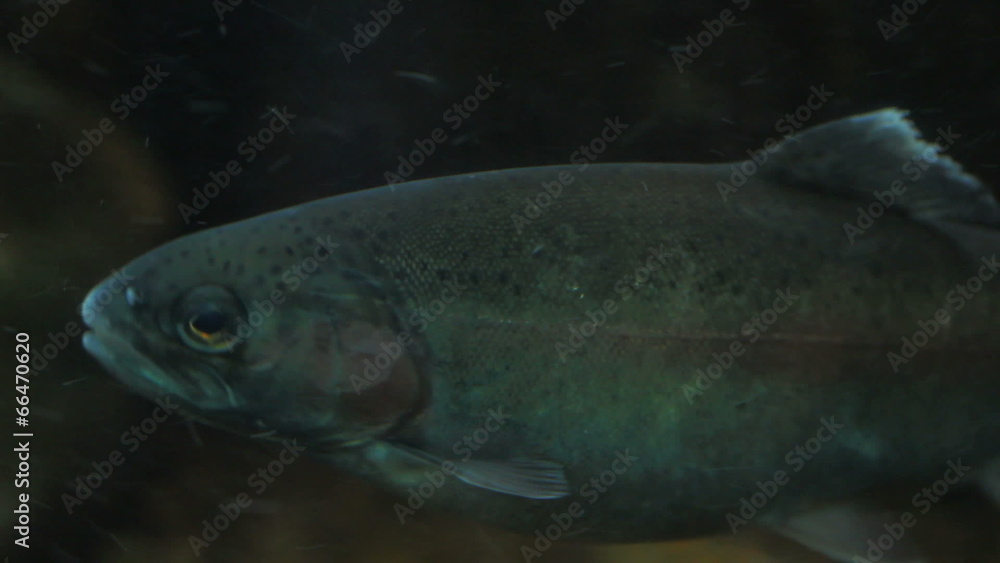 Trout Swimming Trout Swimming