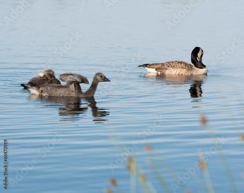 Kanadagans Branta canadensis