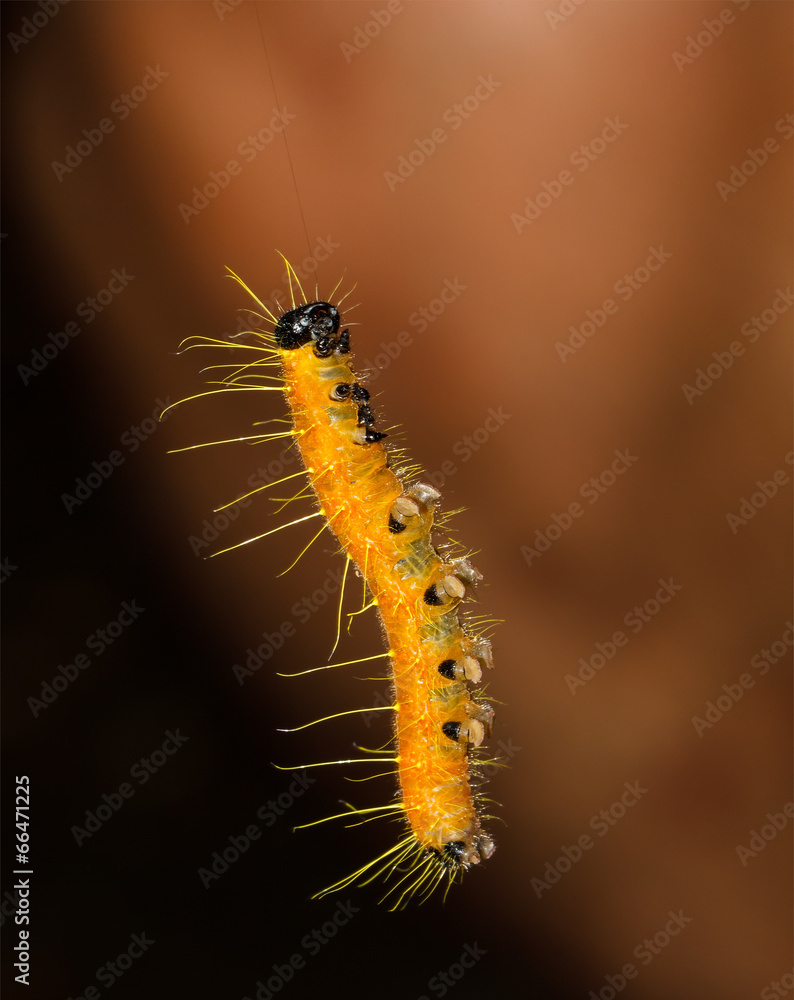 Caterpillar of Painted Jezebel butterfly Caterpillar of Painted Jezebel butterfly