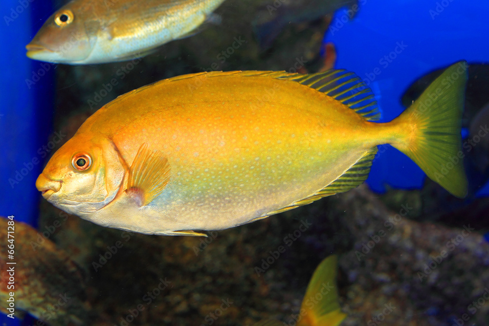 Mottled spinefoot (Siganus fuscescens) in Japan Mottled spinefoot (Siganus fuscescens) in Japan