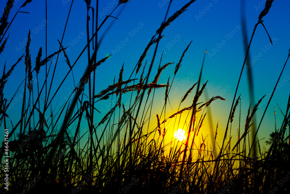 Obraz premium sunset on a background of grass