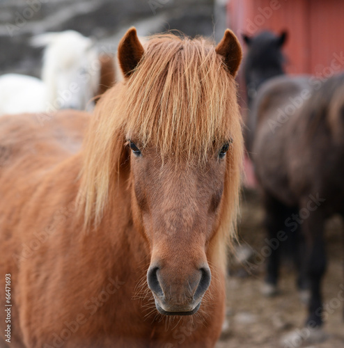 Fototapeta Naklejka Na Ścianę i Meble -  Icelandic horse portrait