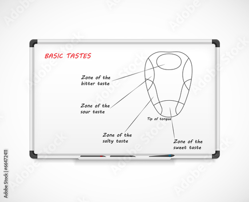 Anatomy of the human tongue. Basic tastes.