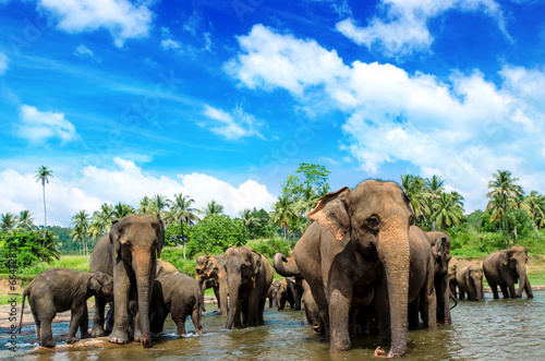 Sticker Srilanka elephants in the river