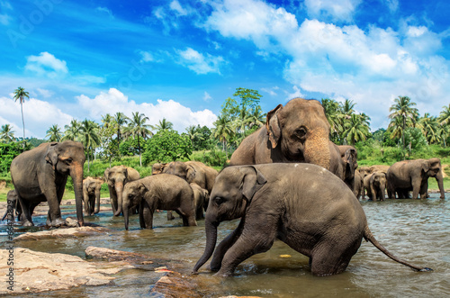 Photography Srilanka elephants in the river