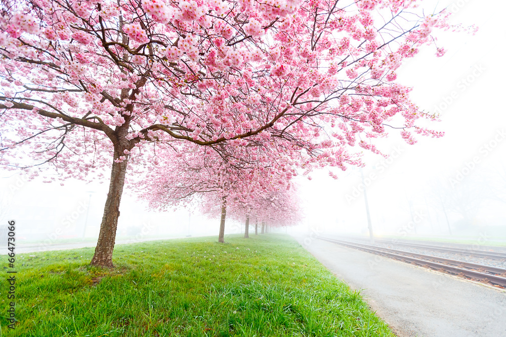 flowering cherry, sakura trees - obrazy, fototapety, plakaty 