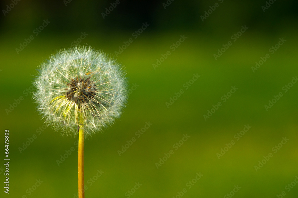 Fototapeta premium background single white fluffy dandelion on a background of gras