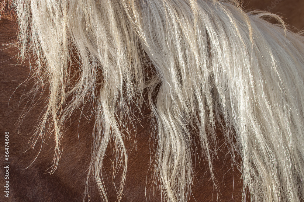 Fototapeta premium Blonde horse mane
