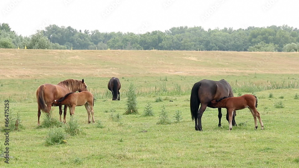 mares and foals breastfeeding in the field mares and foals breastfeeding in the field