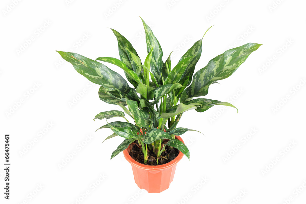 evergreen plant evergreen plant