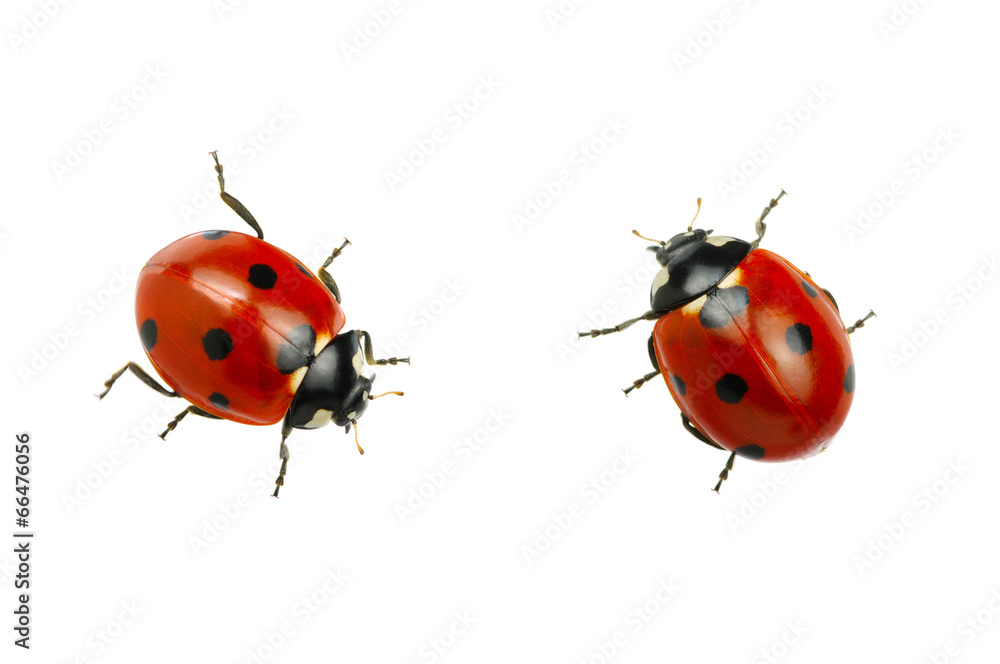 Fototapeta premium Ladybug