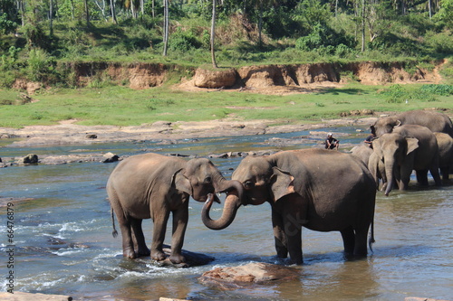 Photography Two elephants embracing each other their trunks
