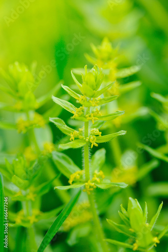 Bedstraw (Cruciata glabra) on green background