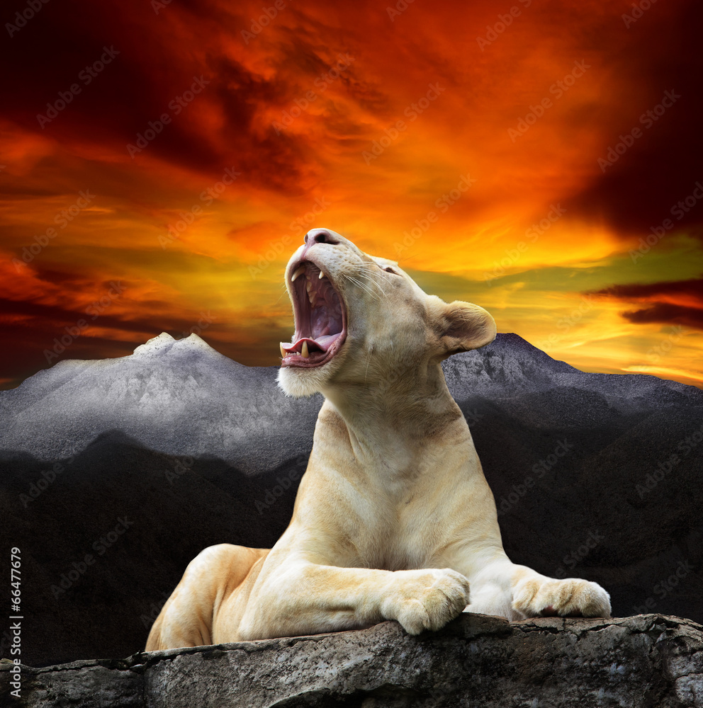 Obraz premium young white lion,lioness lying and roar on mountain cliff