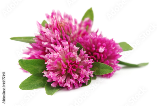 Red clover flower