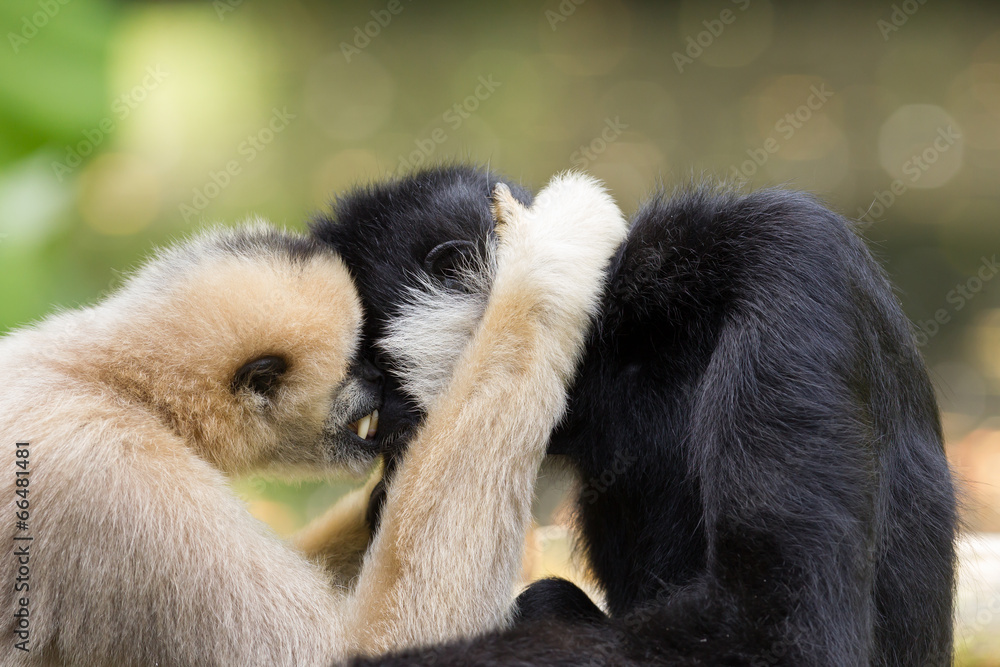 Fototapeta premium Northern white-cheeked gibbons cuddling