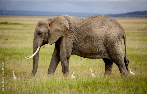African elephant walking with four cattle egrets