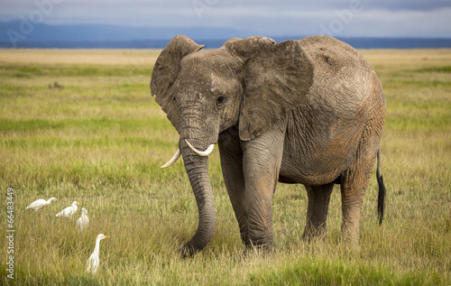 Elephant with curved tusks and egrets