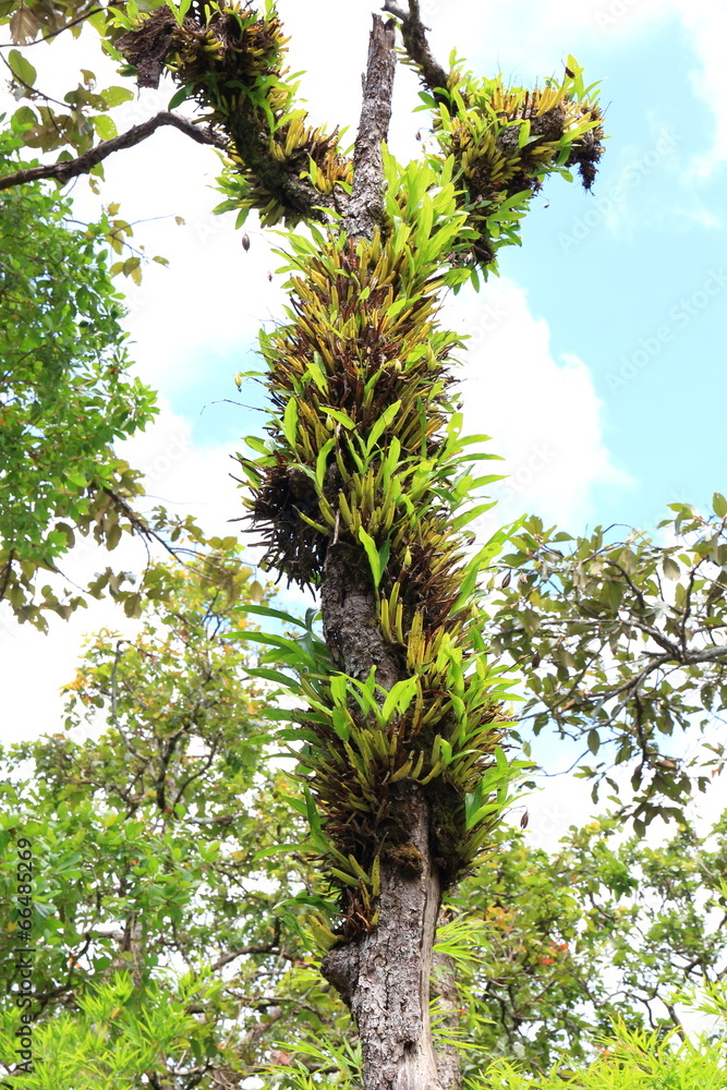 Fototapeta premium Orchid on the Tree in Forest, Thailand.