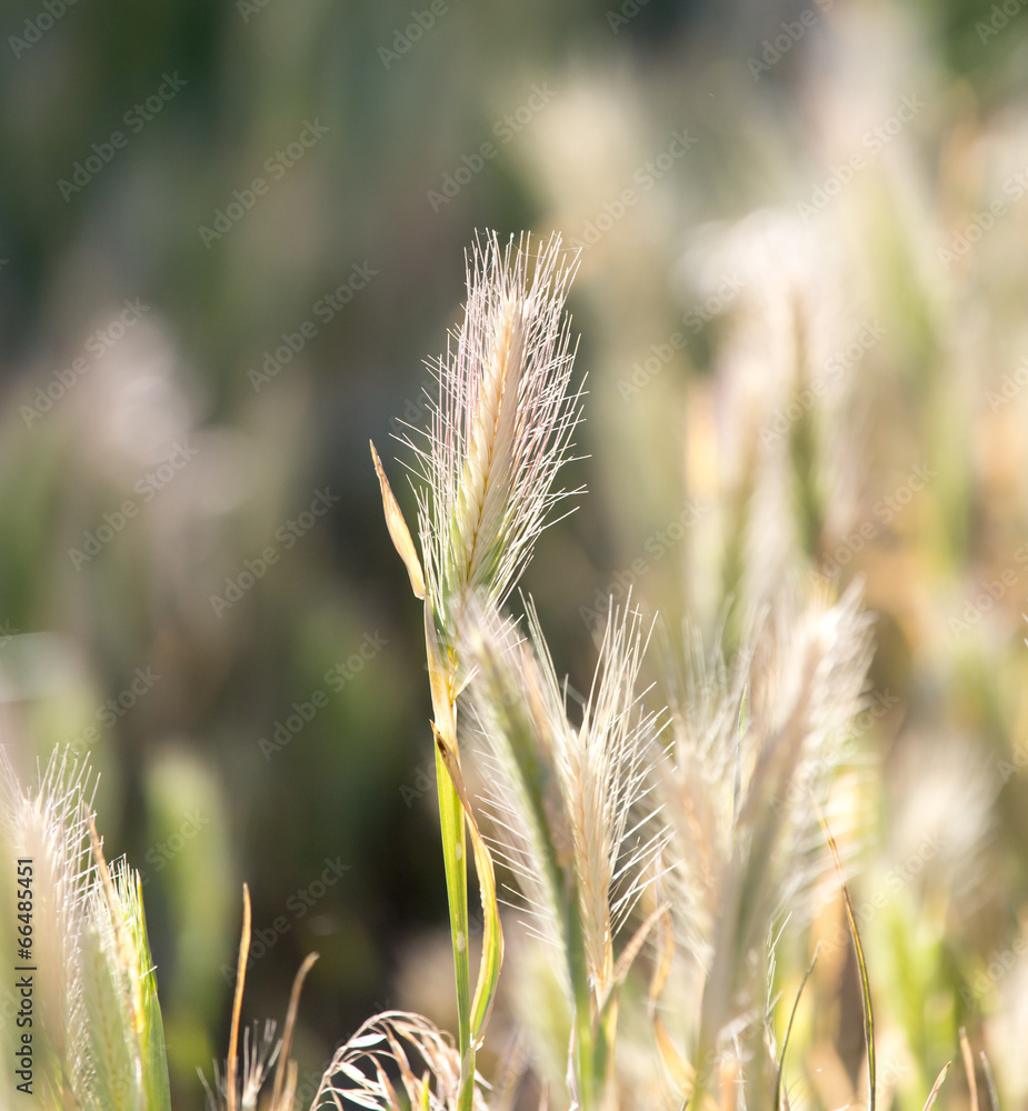 ears of corn on the grass ears of corn on the grass