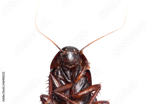 Obraz na plátně cockroach on white background